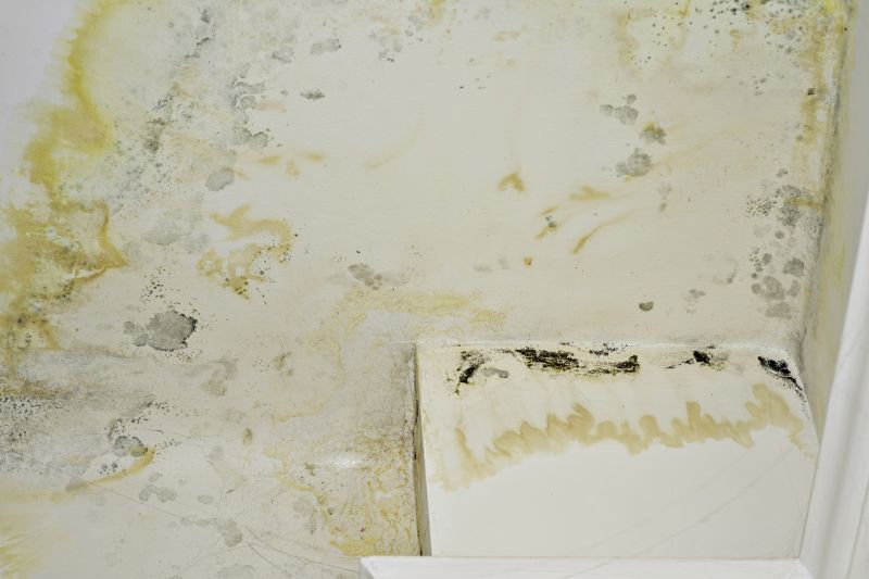 Attic Mold Removal in Dallas, TX