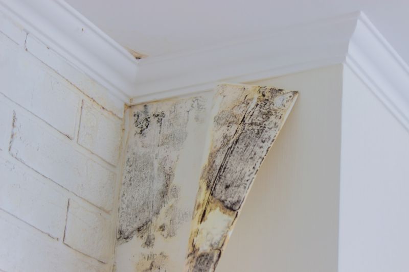 Black Mold Remediation in Broward County, FL