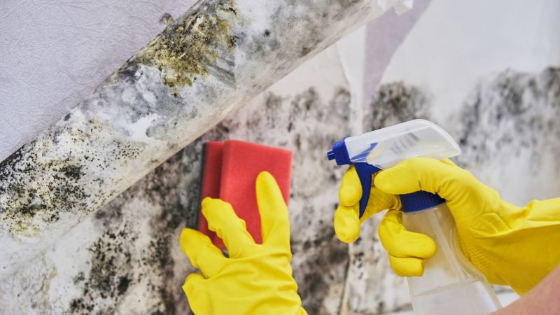 Mold Remediation Service in Broward County, FL