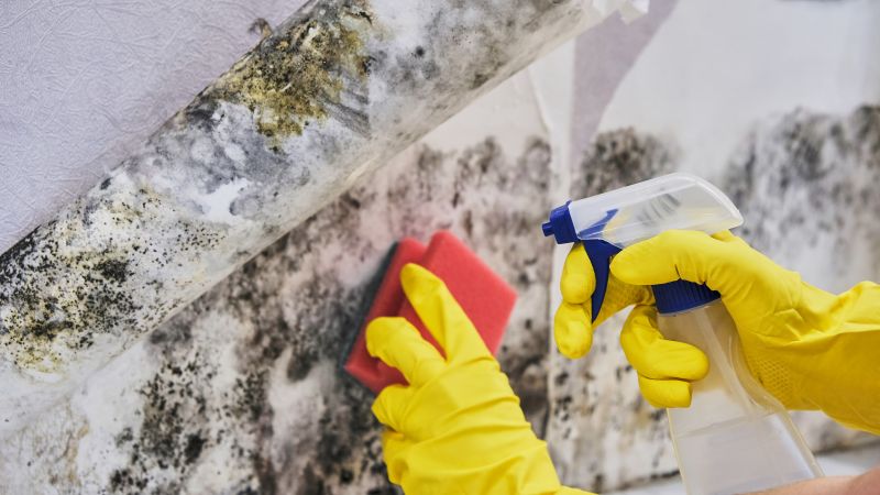 Mold Remediation Service in Essex County, NJ